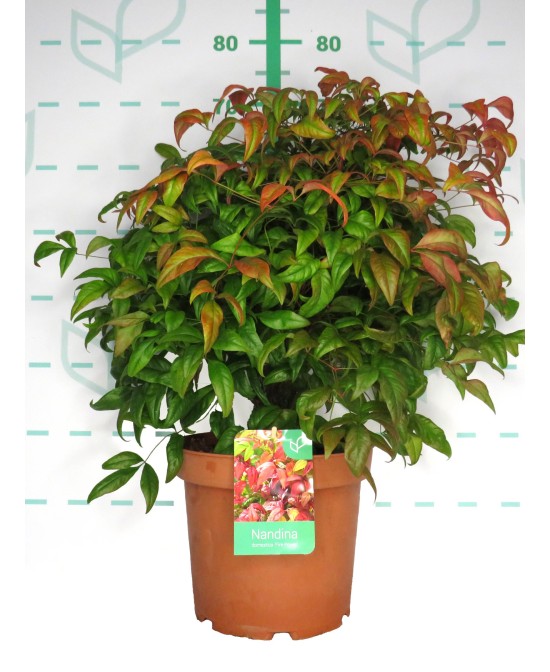 Nandina Domestica Fire Power 7.5L 40/50 Arbusto Ornamental para Jardín y Terraza