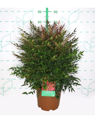 Nandina Domestica Obsesed Seika 10L Arbusto Ornamental para Jardín y Terraza