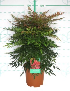 Nandina Domestica Obsesed Seika 10L Arbusto Ornamental para Jardín y Terraza 2