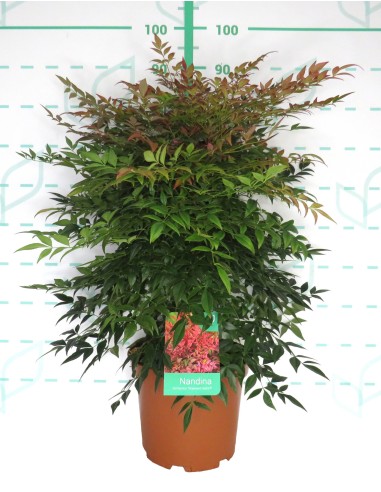 Nandina Domestica Obsesed Seika 10L Arbusto Ornamental para Jardín y Terraza