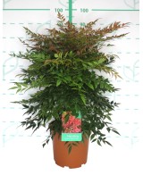 Nandina Domestica Obsesed Seika 10L Arbusto Ornamental para Jardín y Terraza