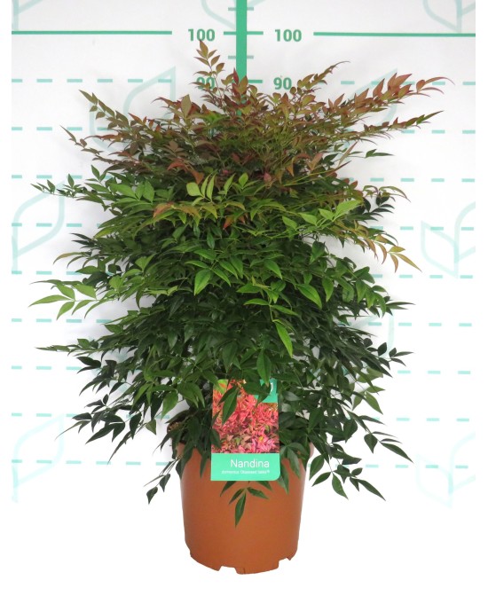 Nandina Domestica Obsesed Seika 10L Arbusto Ornamental para Jardín y Terraza
