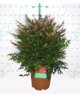 Nandina Domestica Obsesed Seika 10L Arbusto Ornamental para Jardín y Terraza