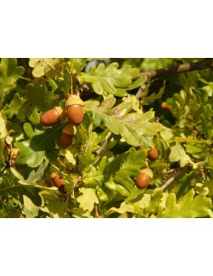 Quercus robur 10L 170/190 | Roble común para jardín y paisajismo