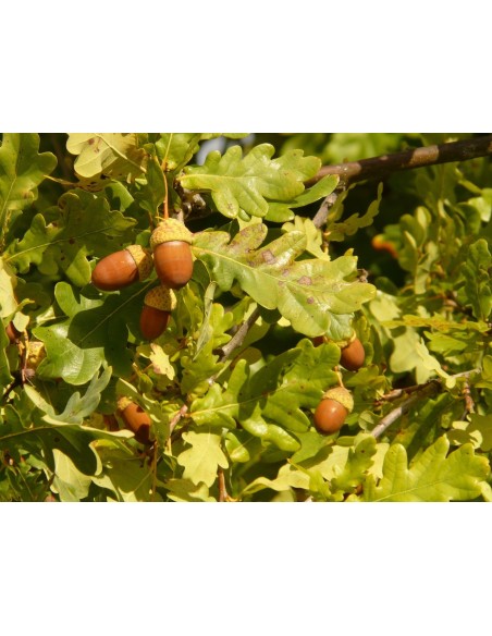 Quercus robur 10L 170/190 | Roble común para jardín y paisajismo