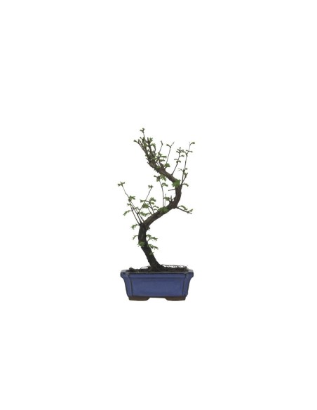 Bonsái 7 años Metasequoia Glyptostroboides planta decorativa elegante