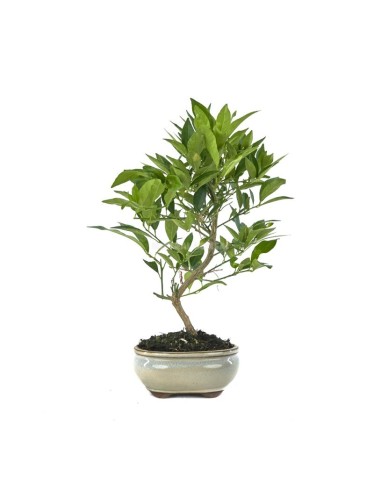 Bonsái 8 años Citrus Llimencuat Mistral planta cítrica decorativa