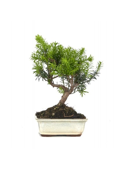 Bonsái 8 años Taxus Media Mistral planta decorativa elegante