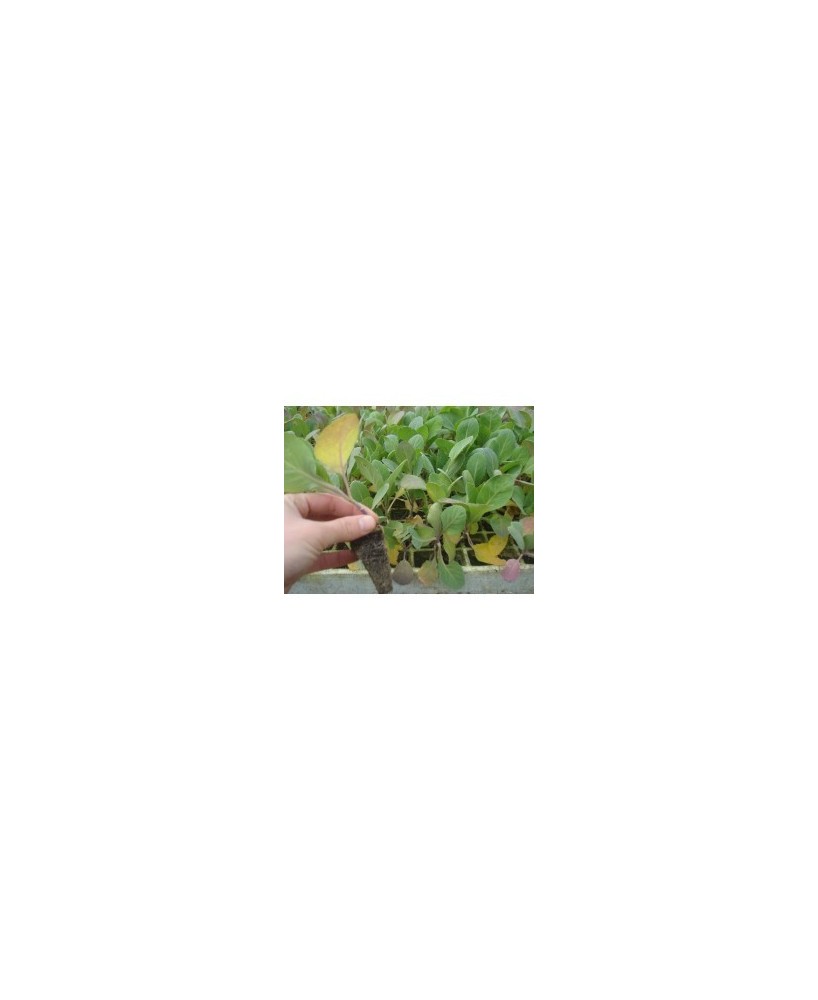 PLANTA HORTICOLA
