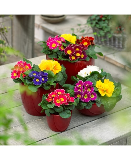 PRIMULA M13 KM0