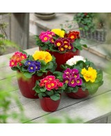 PRIMULA M13 KM0