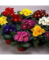 PRIMULA M13 KM0