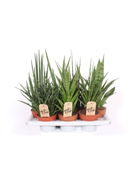 SANSEVIERIA MIX DE LUXE
