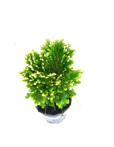SELAGINELLA MARTENSI JORI M9