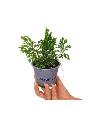 SELAGINELLA MARTENSI JORI M9