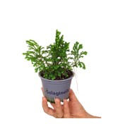 SELAGINELLA MARTENSI JORI M9