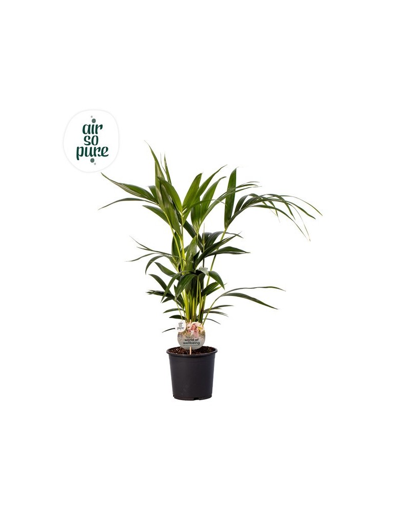 KENTIA
