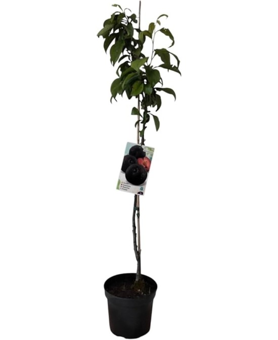 CIRUELO SANTA ROSA C10L