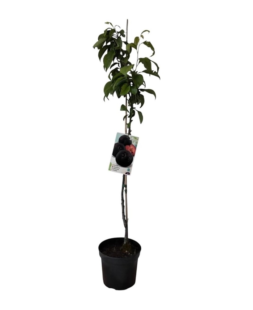 CIRUELO SANTA ROSA C10L