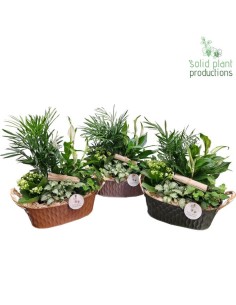COMPO MIX PLANTS IN ZINC SC020 NY M26