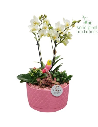 COMPO PHALAENOPSIS PH004 CER. PINK
