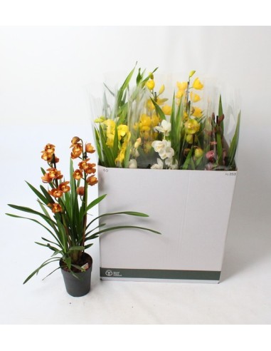 CYMBIDUM MIDI 2T M14