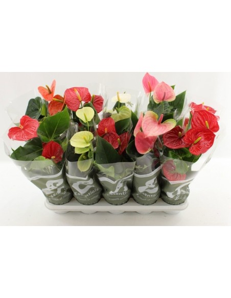 ANTHURIUM ANDR 4 COLOURS MIX M12