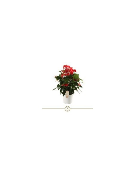 Anthurium Andr Champion Rojo M17  Planta de interior elegante con flores rojas


