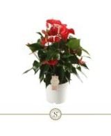 Anthurium Andr Champion Rojo M17  Planta de interior elegante con flores rojas

