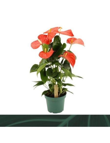 ANTHURIUM ANDR FLORIDA M14 NARANJA