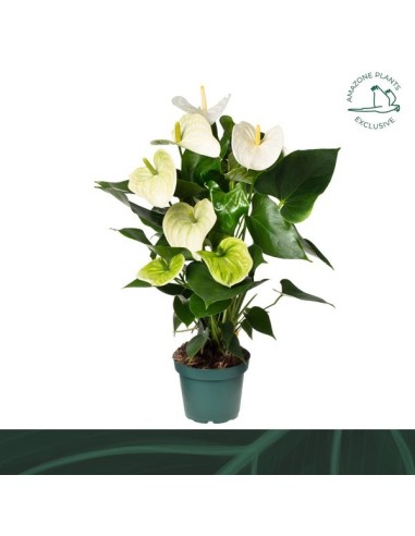 ANTHURIUM ANDR SAMORA M14 BLANCO