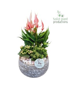 COMPO ANTHURIM PINK IN CERAMIC GREY M21