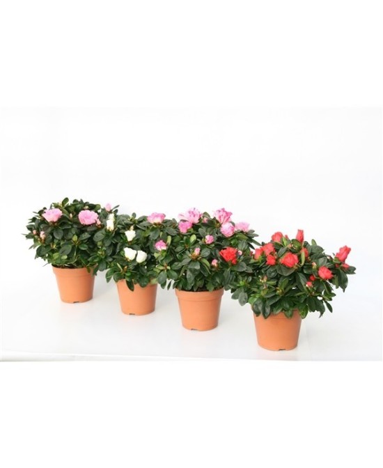 AZALEA SIMS HELMUT VOGEL MIX  M14