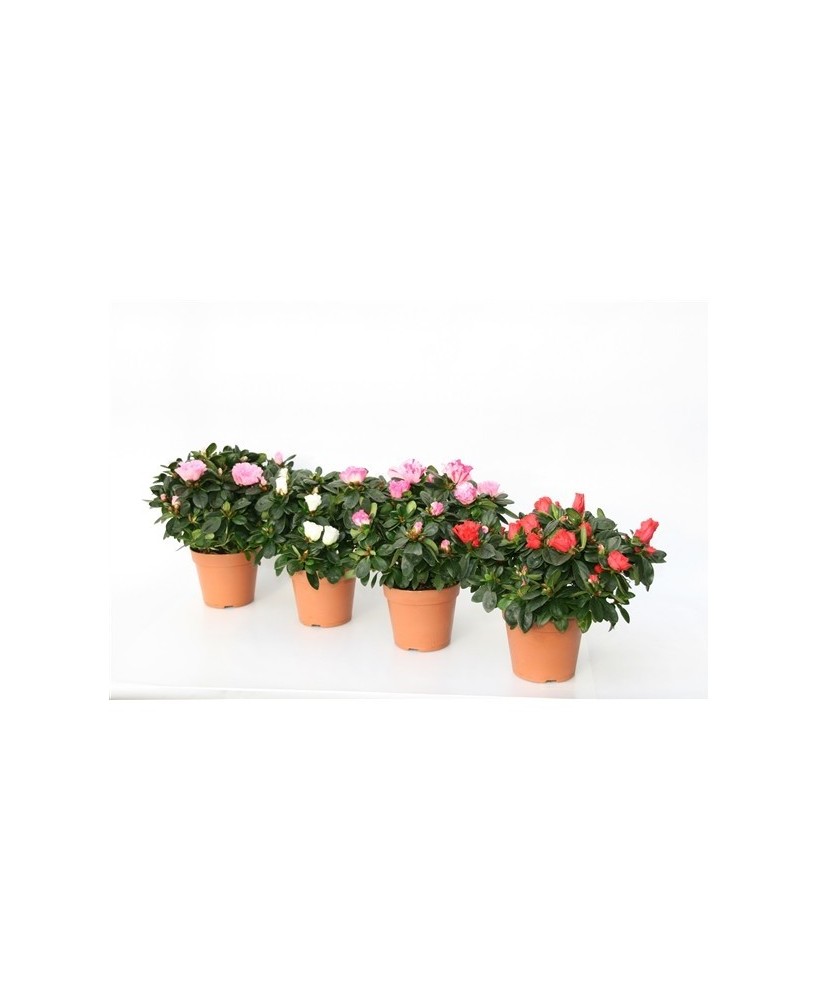 AZALEA SIMS HELMUT VOGEL MIX  M14