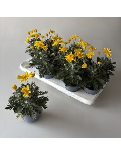 EURIOPS PECT SILVER STAR M10.5 GRIS PLATA