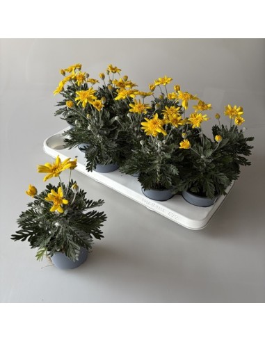 EURIOPS PECT SILVER STAR M10.5 GRIS PLATA