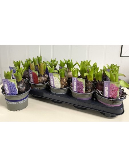 HYACINTHUS OR PEARL 5 COLOURS M12
