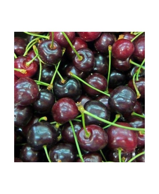 CEREZO SUMBURST C10L