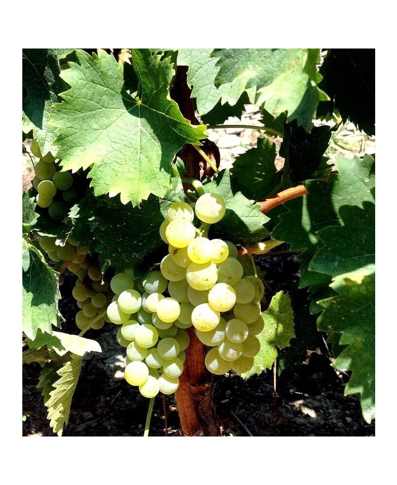 CEPA MOSCATEL ROMANO 3L