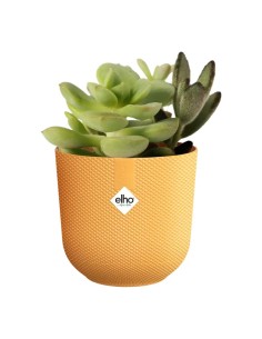 MACETA JAZZ REDONDA MINI 7CM AMARILLO AMBAR 2