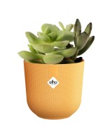 MACETA JAZZ REDONDA MINI 7CM AMARILLO AMBAR
