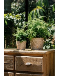 AUREA 14X13CM CREMA 2