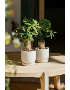 CUNEO+PLATO 17X16CM BLANCO 2