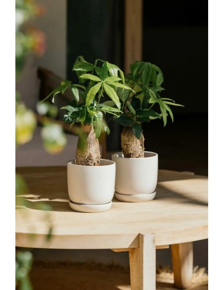 CUNEO+PLATO 17X16CM BLANCO