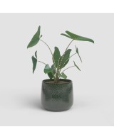 MACETA OLYMPUS 23CM VD VERDE ESMERALDA