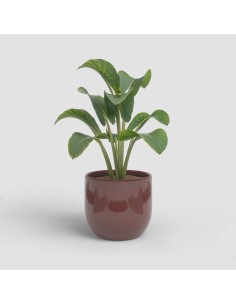 MACETA ARCADIA 26CM VD ROJO OSCURO 2