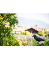 Cuervo Espantapájaros Stocker  Protección Decorativa para Jardín y Huerto

