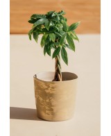 PIRAN 30X29 CREMA/ORO