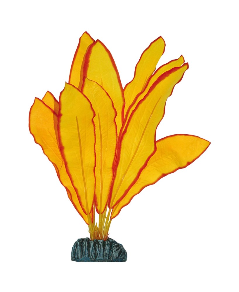 ECHINODORUS AMARILLO 48CM