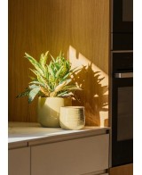 MACETA GUINEA 24X21 BLANCO